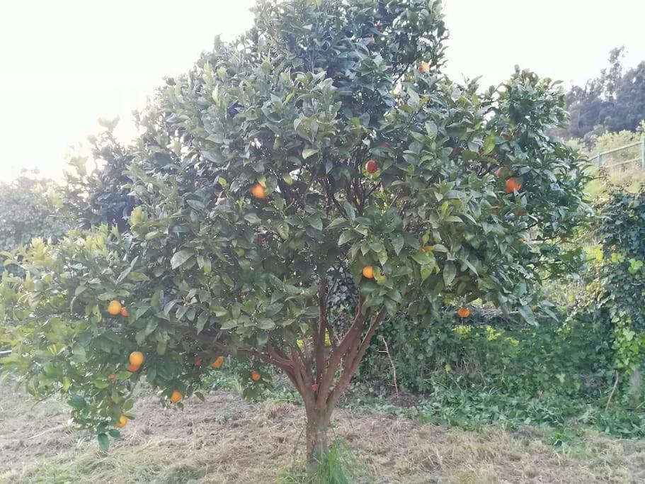Apartamento En Casa Rural Con Amplio Jardin A 5 Min De La Playa Situacion Inmejorable La Riera  Exterior foto